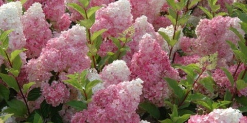 Podjela grma hortenzije: u proljeće i jesen, prednosti i mane